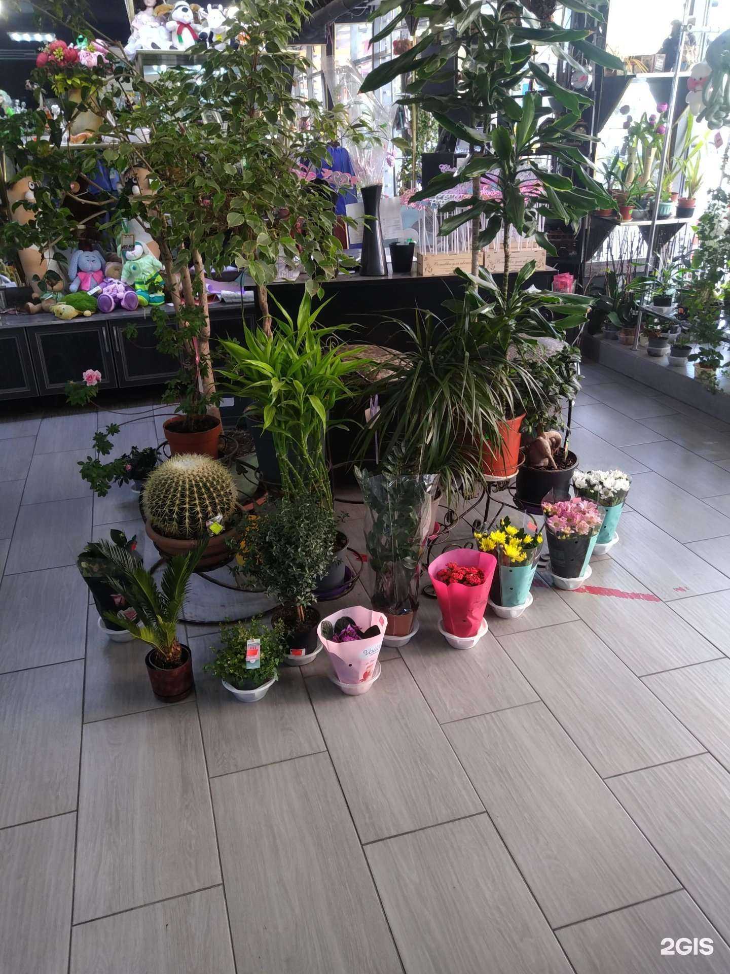 Отзывы на компанию Белая камелия в г. Люберцы c фото