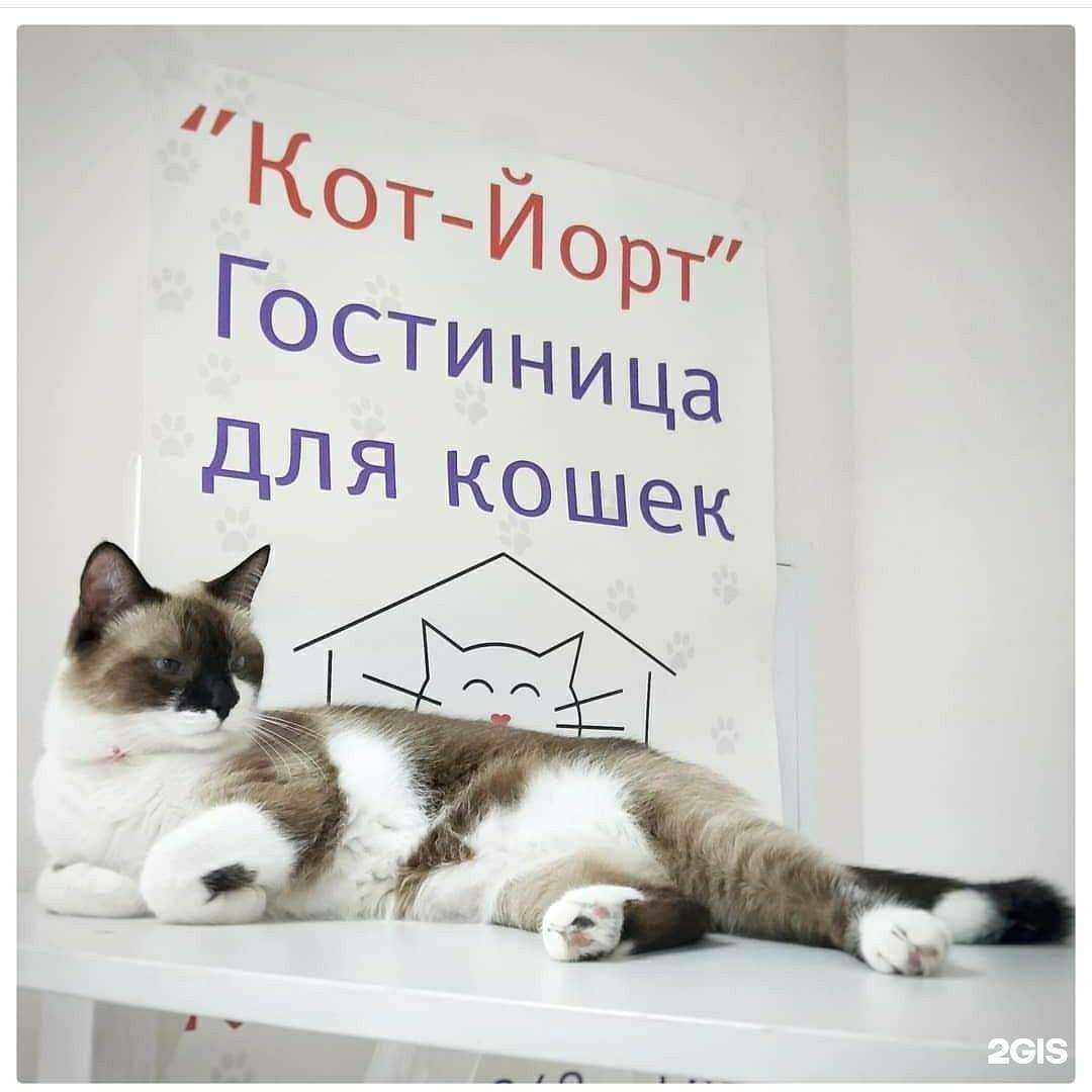 Отзывы на компанию Кот-йорт в Уфе c фото