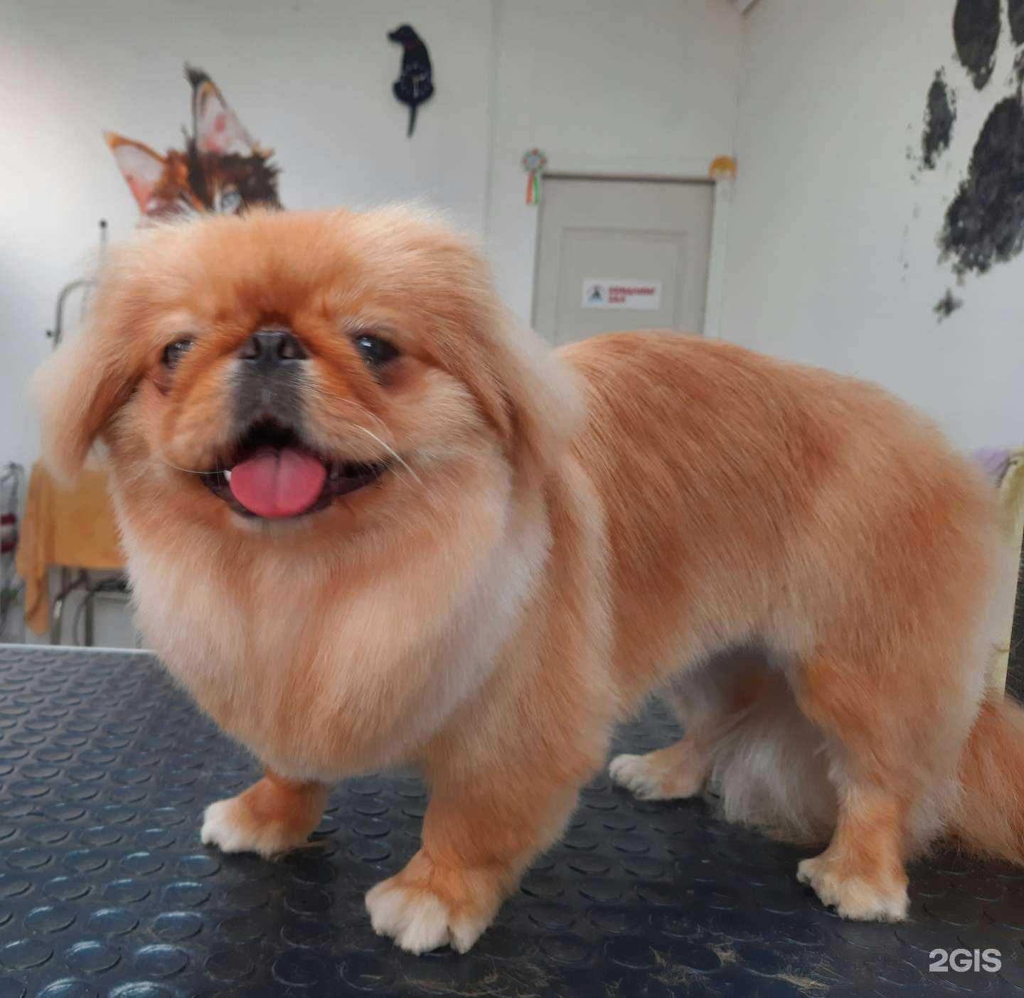 Отзывы на компанию Центр по уходу за животными в Геленджике c фото