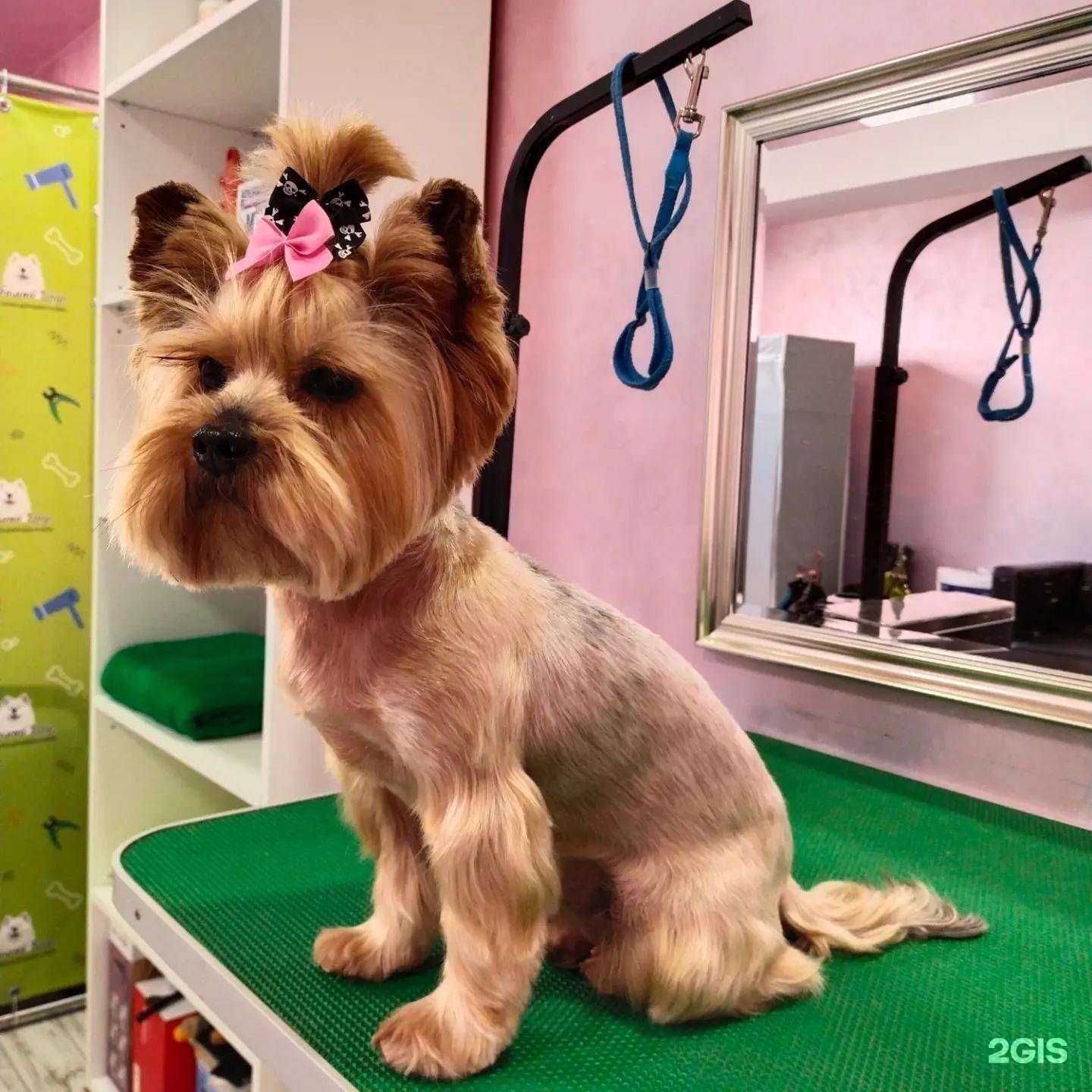 Отзывы на компанию Любимый друг в Новороссийске c фото