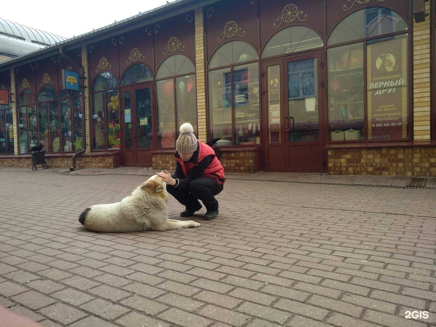 Отзывы на компанию Верный друг в г. Балашиха c фото