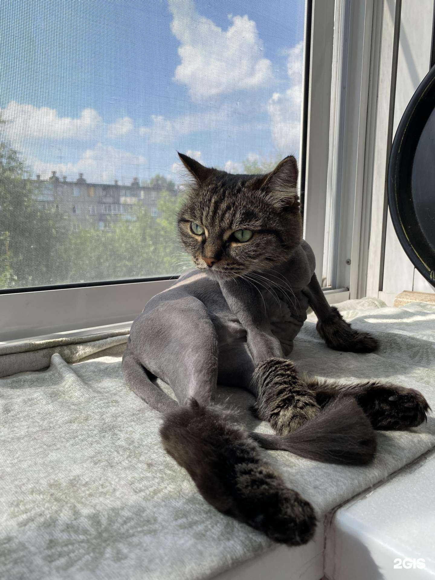 Отзывы на компанию Груминг мама в г. Челябинск c фото