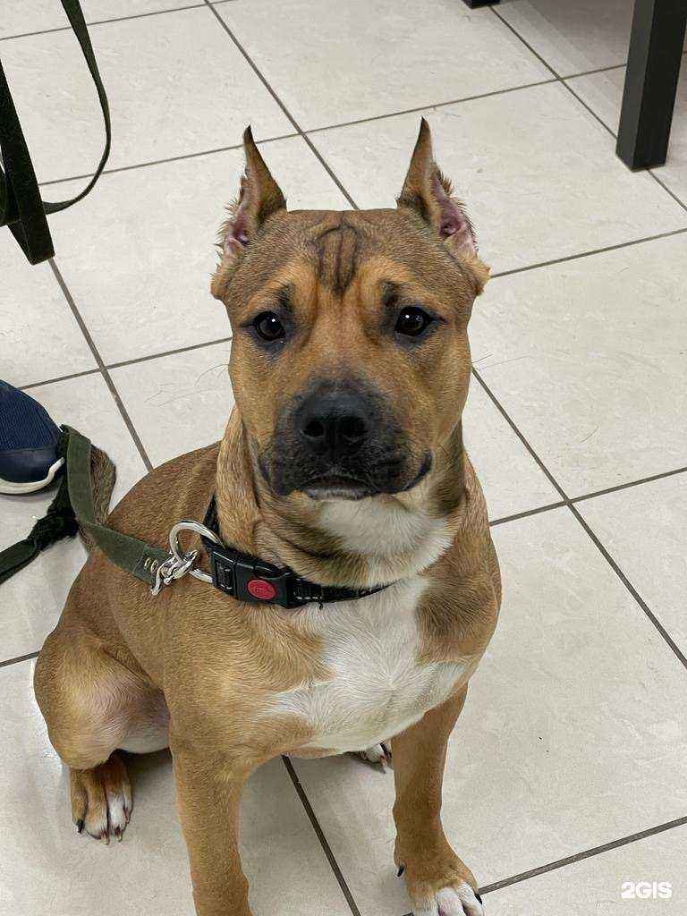 Отзывы на компанию Айболит в Ижевске c фото