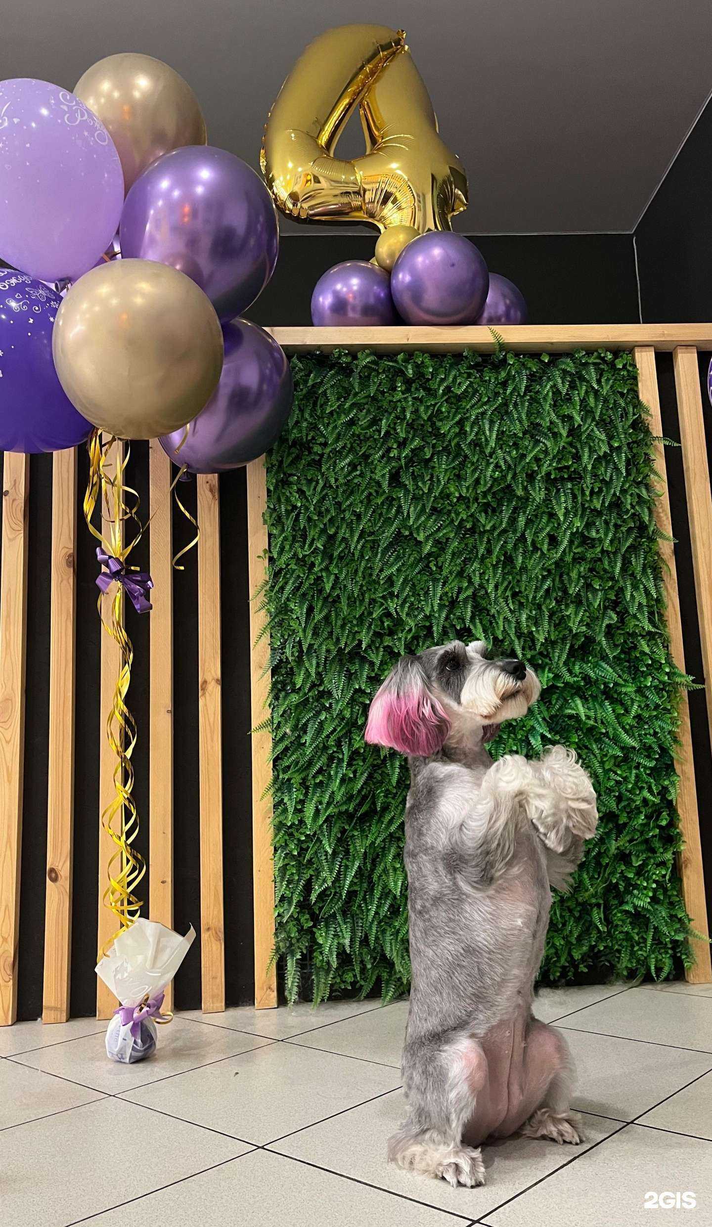 Отзывы на компанию ParaDogs в г. Иркутск c фото