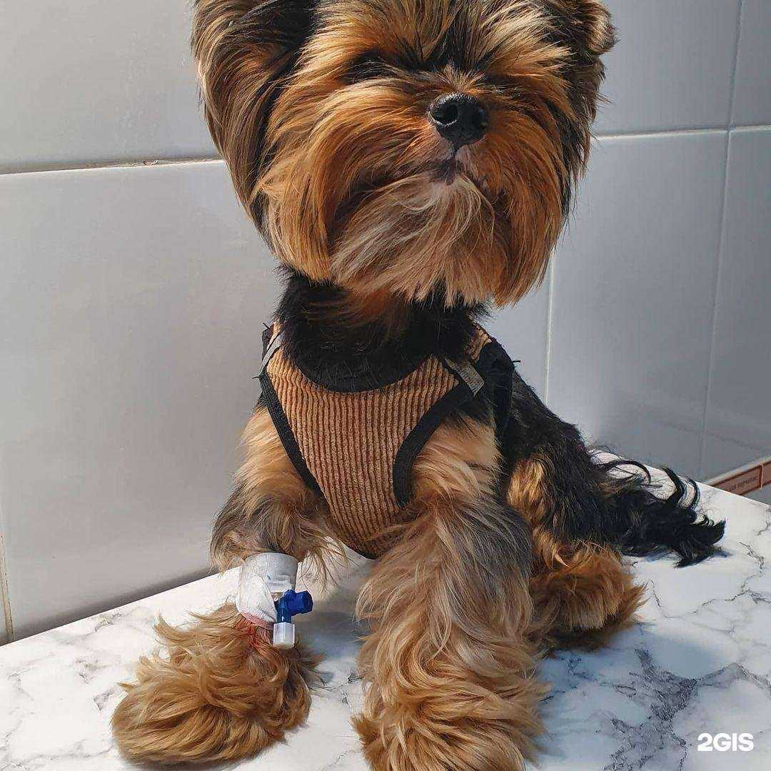 Отзывы на компанию АльфаВет в Барнауле c фото