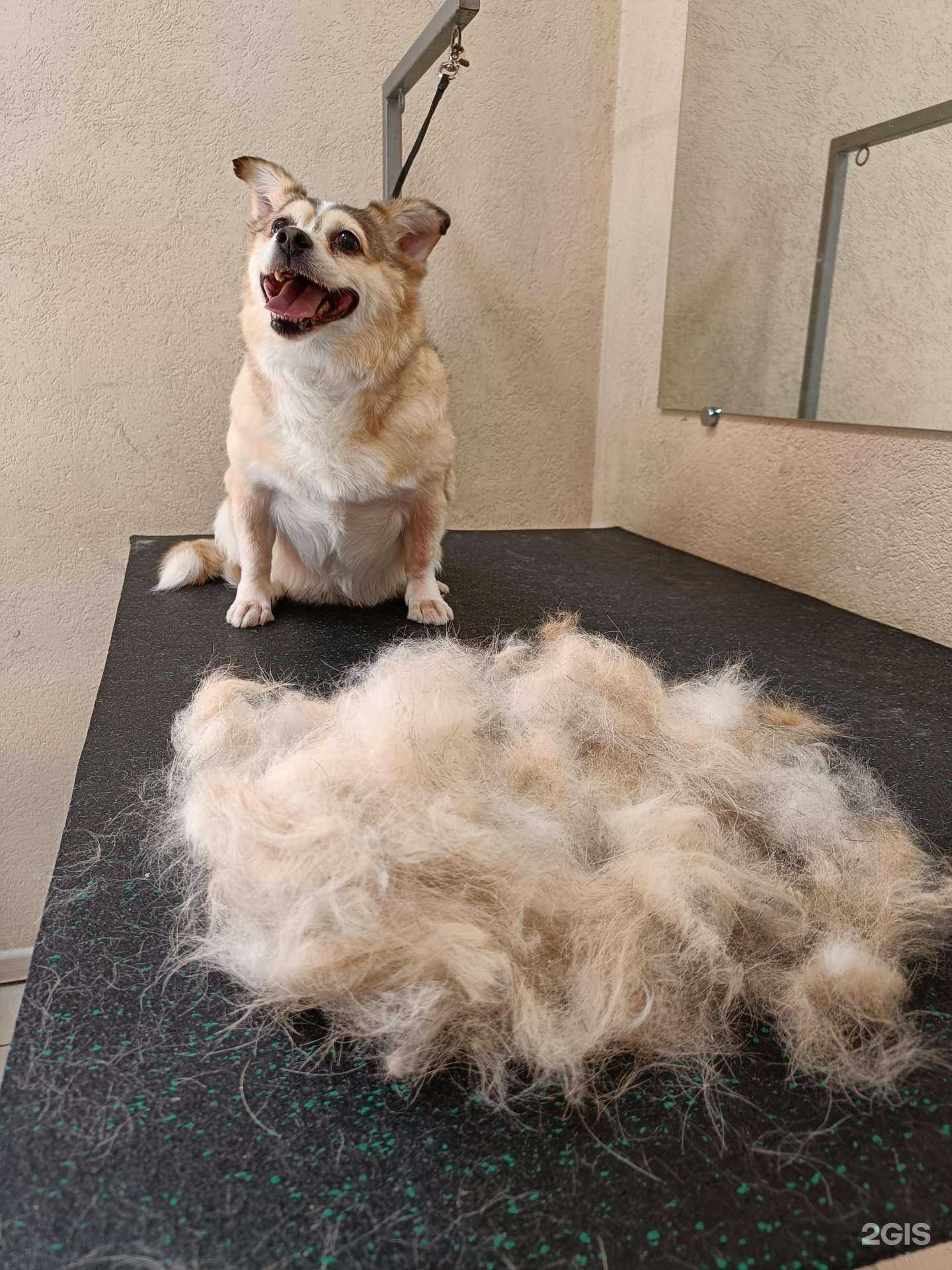 Отзывы на компанию Пушистые лапки в Новороссийске c фото