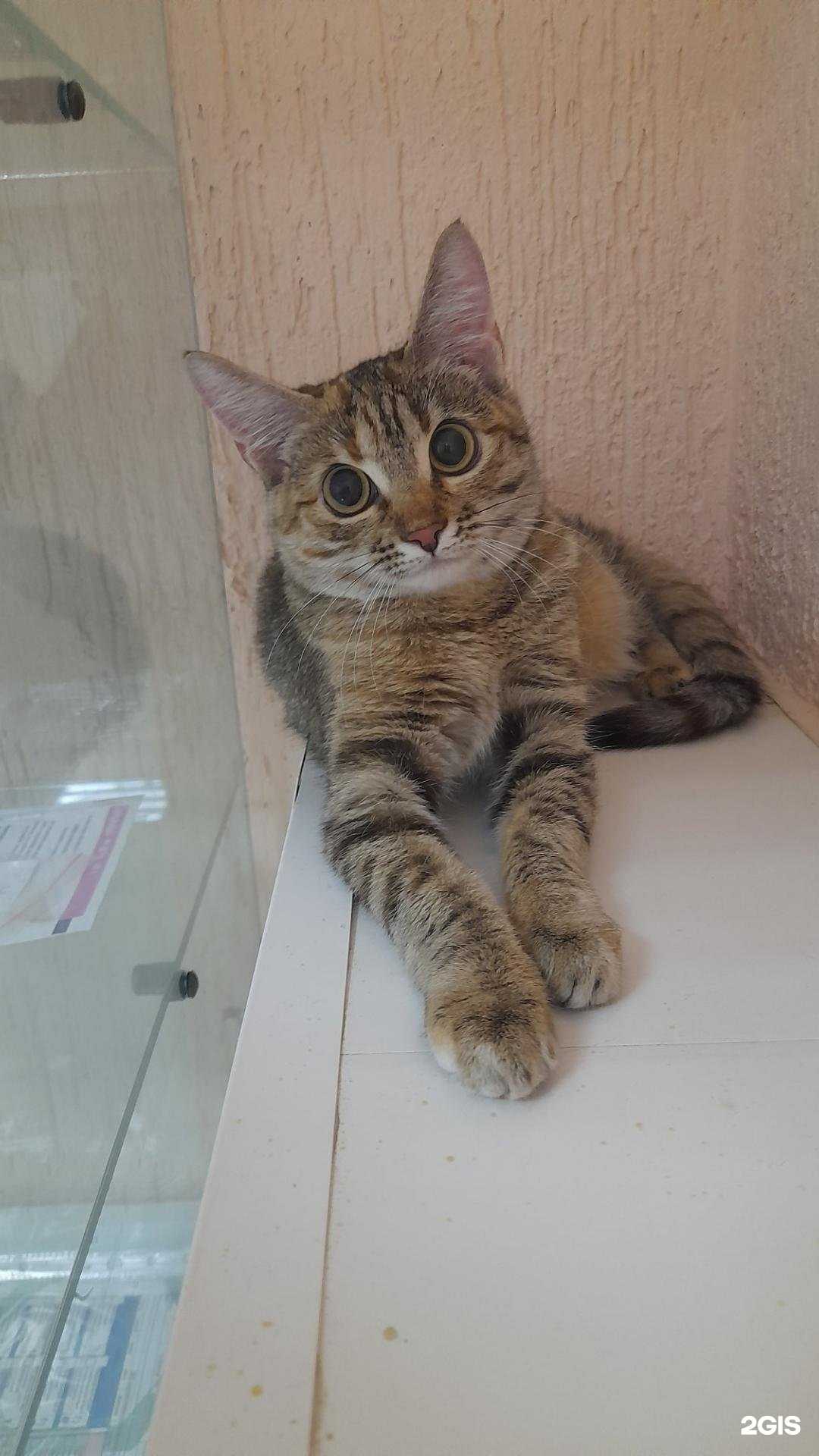 Отзывы на компанию Кот и Пёс в г. Рязань c фото