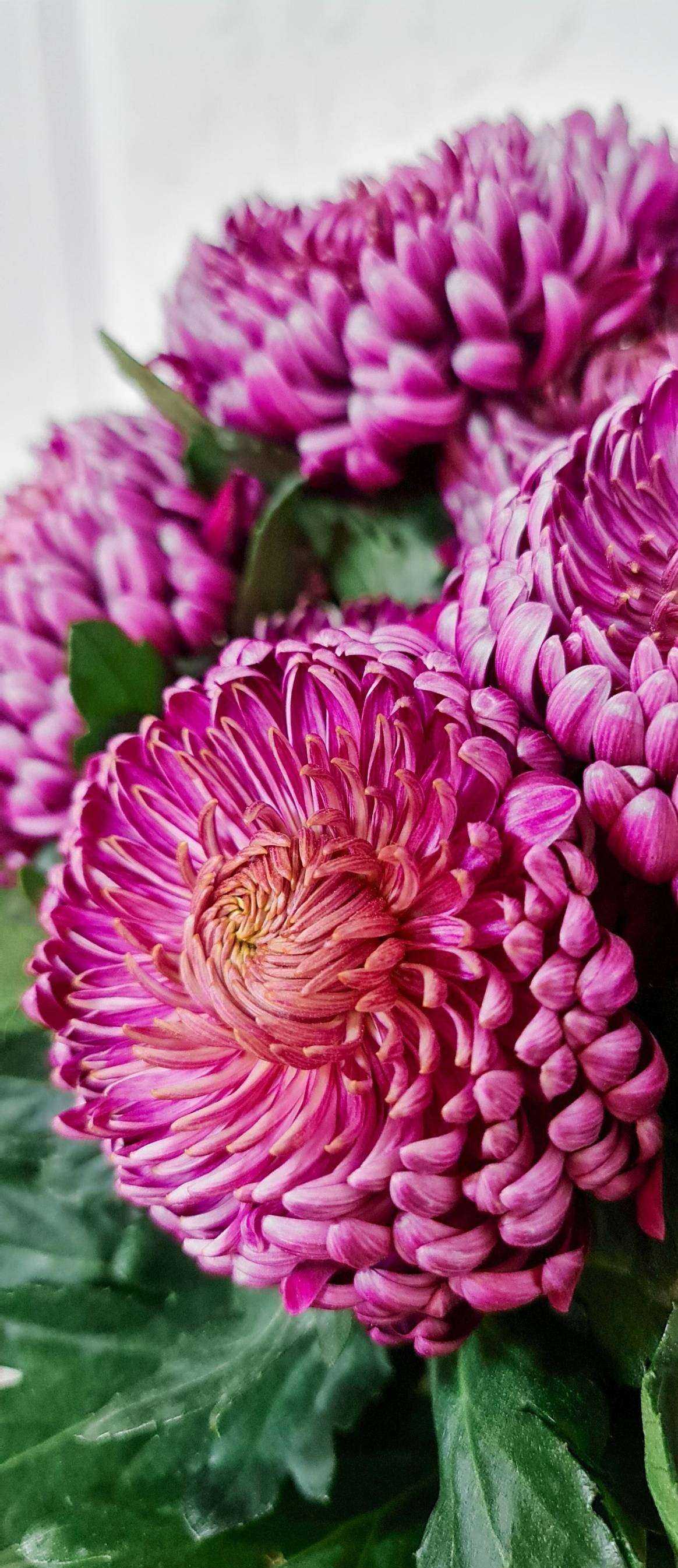 Отзывы на компанию Чехов садъ в Железногорске c фото