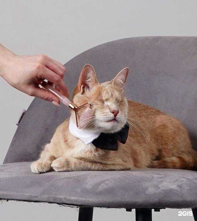 Отзывы на компанию Моська в г. Нижний Новгород c фото