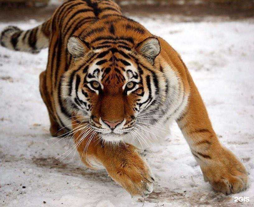 Отзывы на компанию Angel Charm Studio в Геленджике c фото