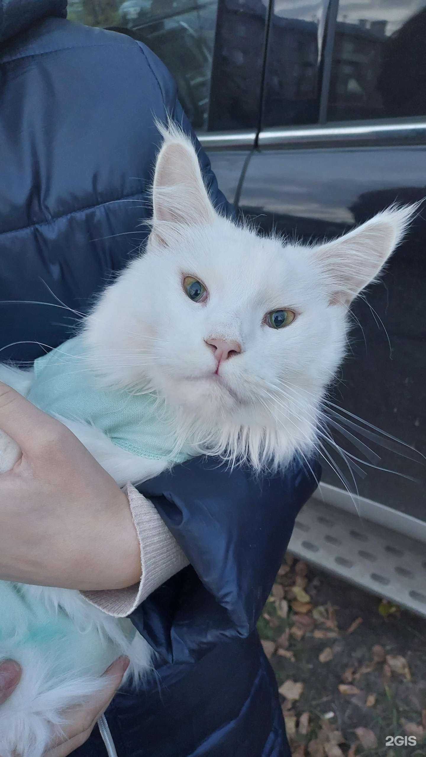 Отзывы на компанию Зоолекарь в г. Нижний Новгород c фото