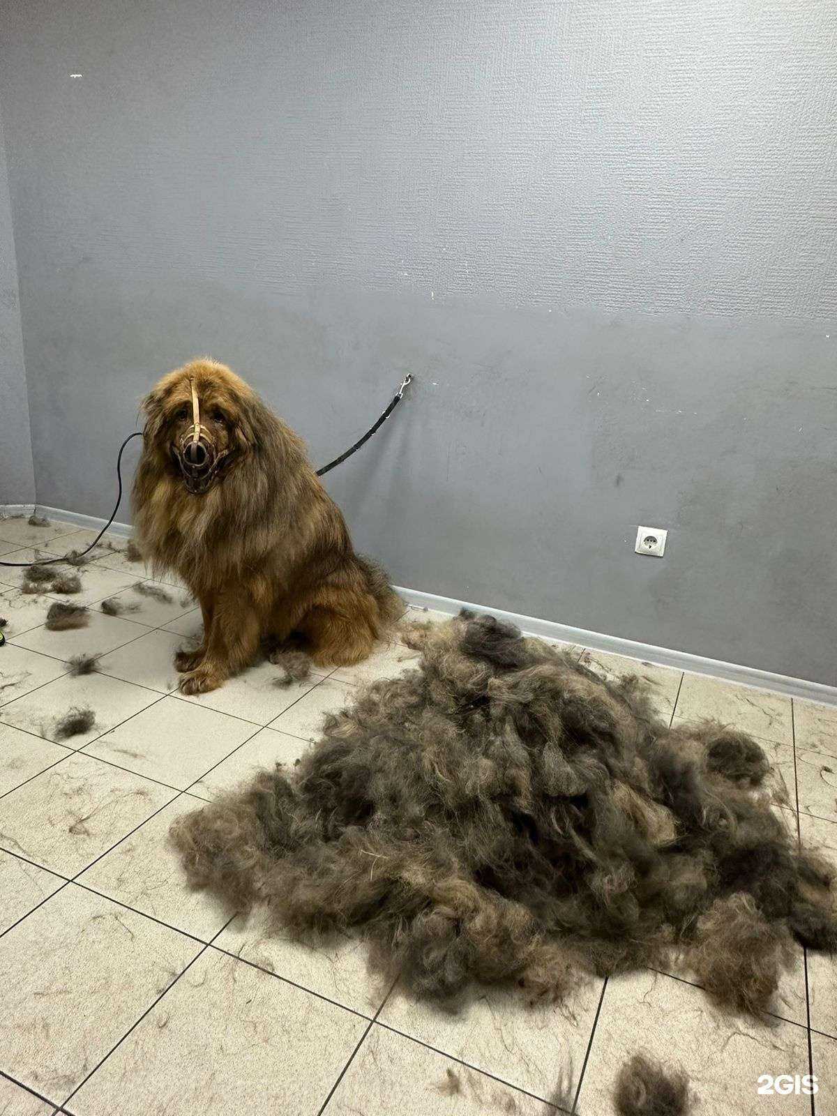 Отзывы на компанию Алис в г. Сургут c фото