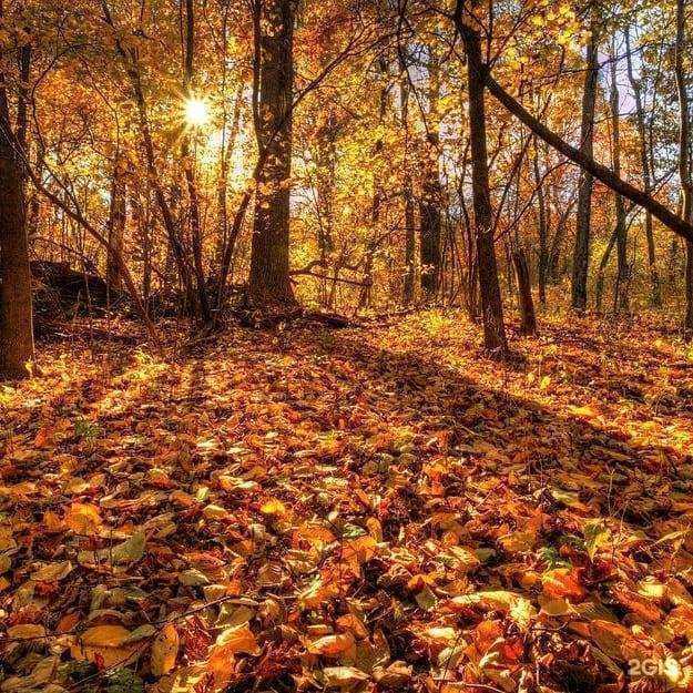 Отзывы на компанию Форест парк в Задонске c фото