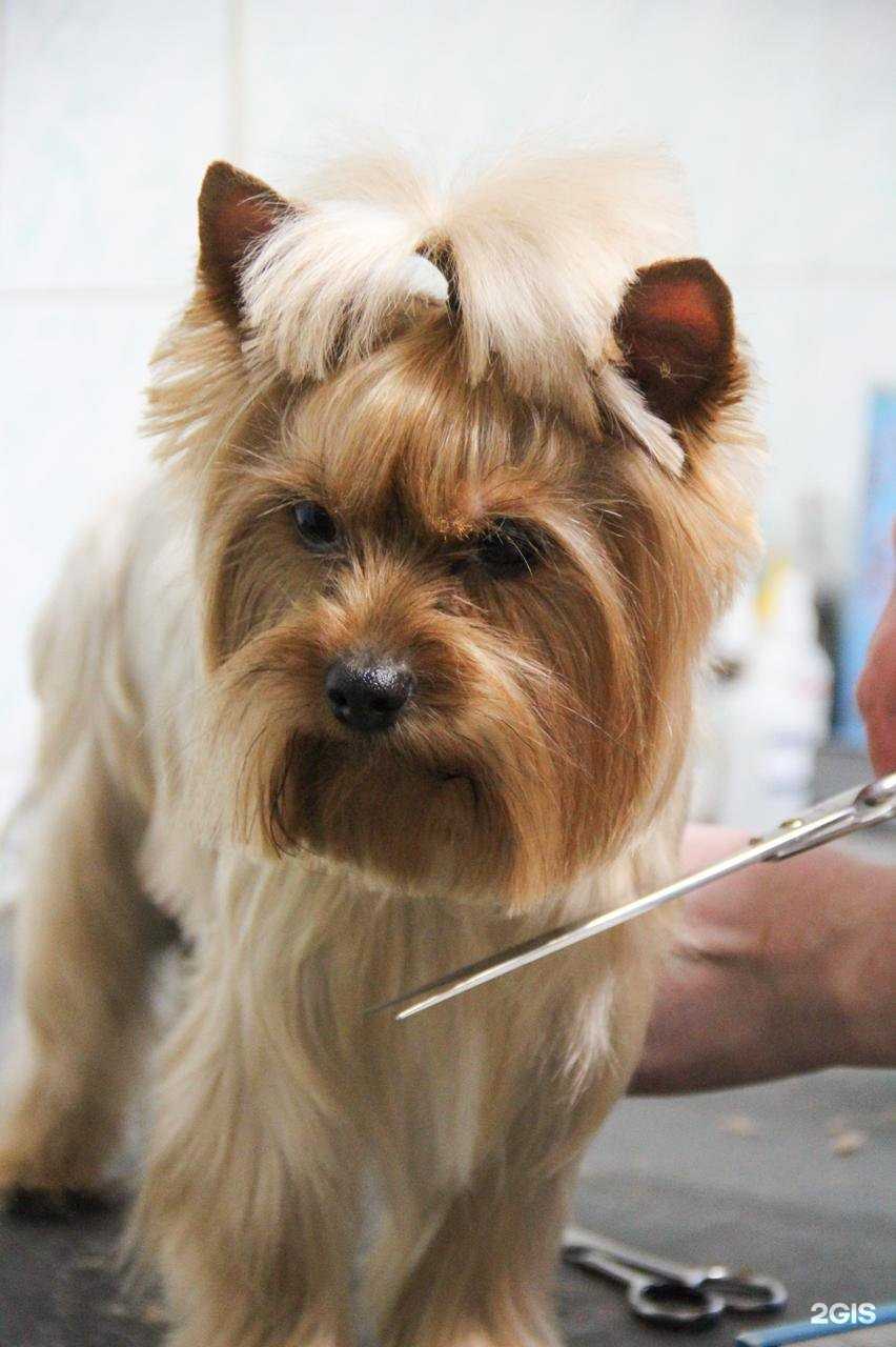 Отзывы на компанию Грум-Мастер в Челябинске c фото