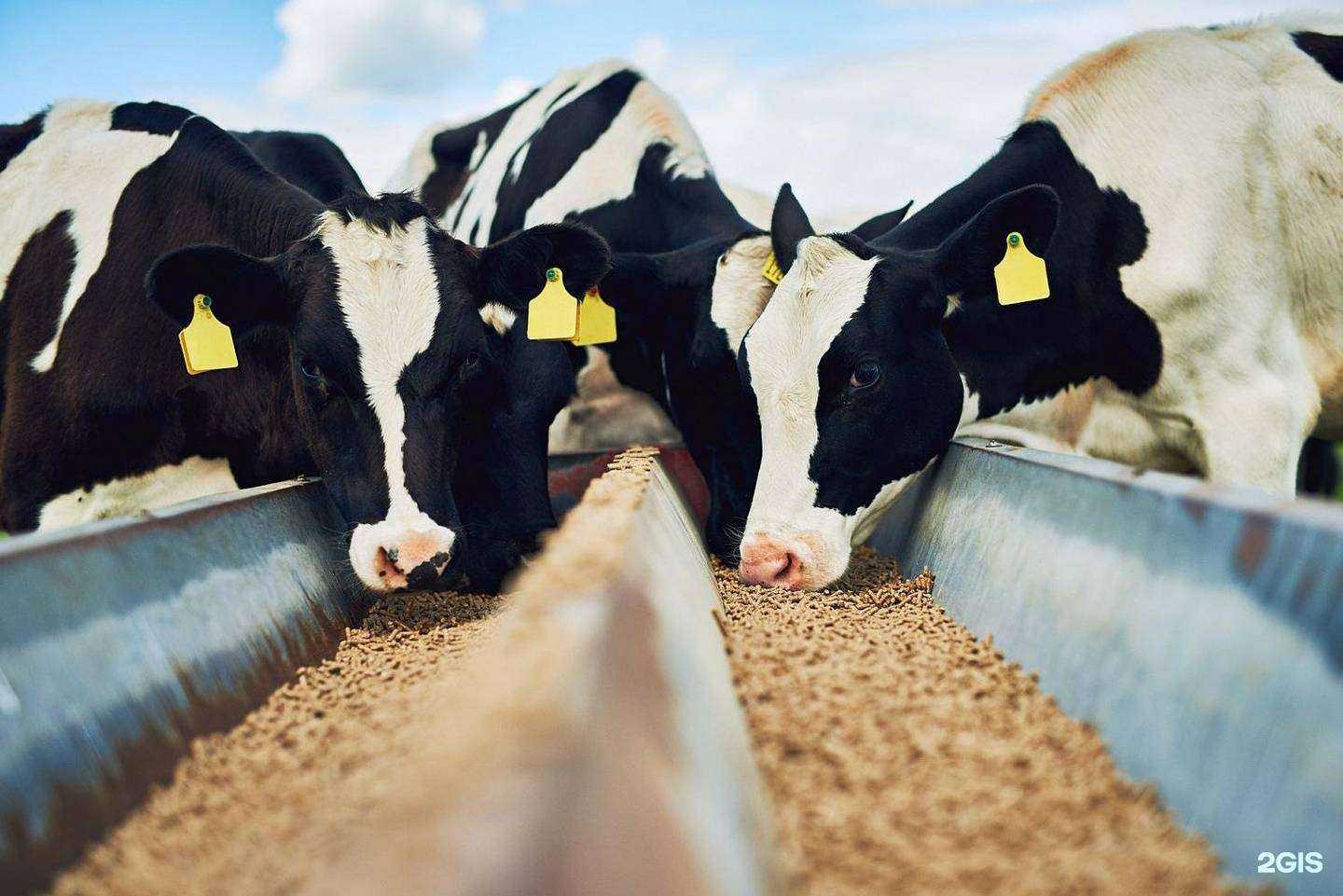 Отзывы на компанию Воронежская областная ветеринарная лаборатория в г. Воронеж c фото