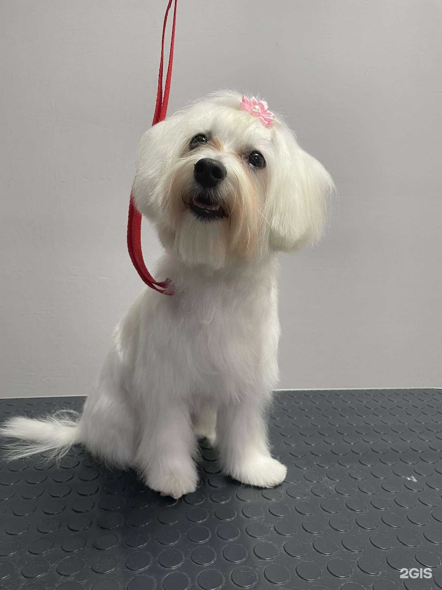 Отзывы на компанию Скуби Дог в г. Краснодар c фото