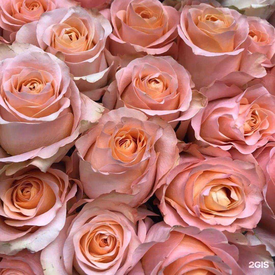 Отзывы на компанию Цветочный дворик в г. Апрелевка c фото