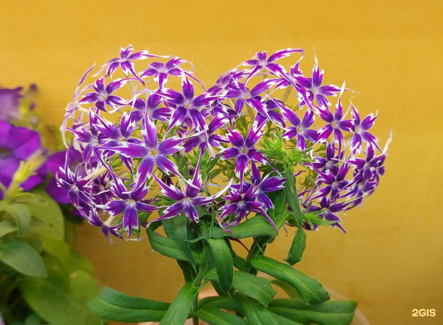 Отзывы на компанию Муммидол в Бердске c фото