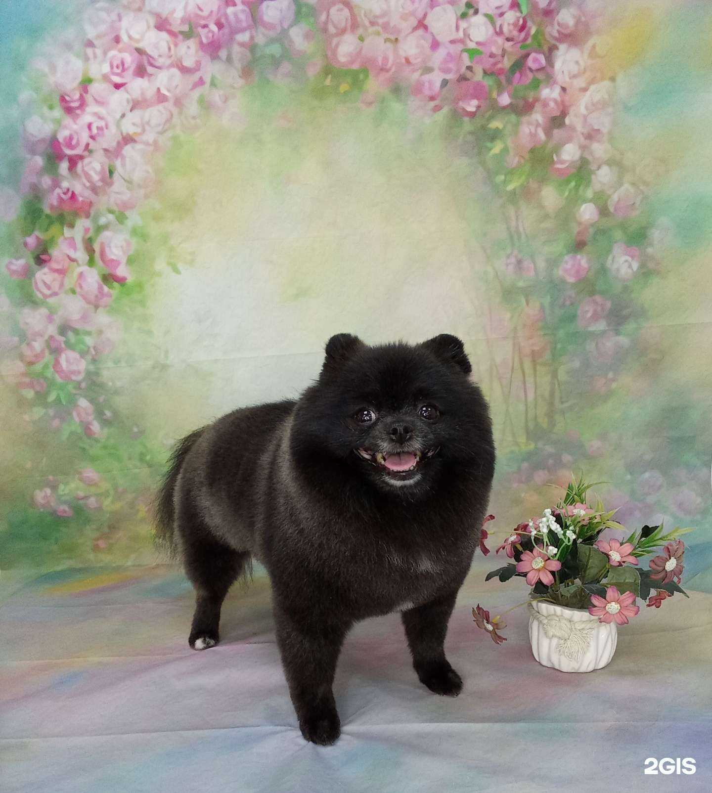 Отзывы на компанию Любимчик в г. Киров c фото