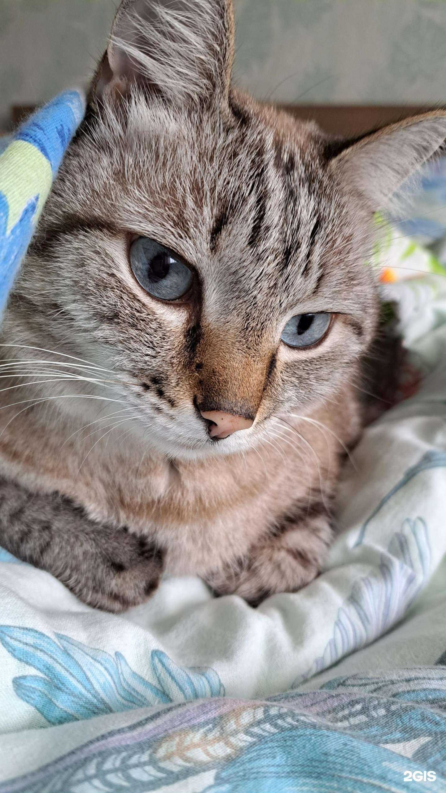 Отзывы на компанию Шелти в г. Барнаул c фото