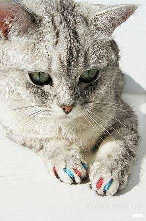 Отзывы на компанию Айболит в Кирове c фото