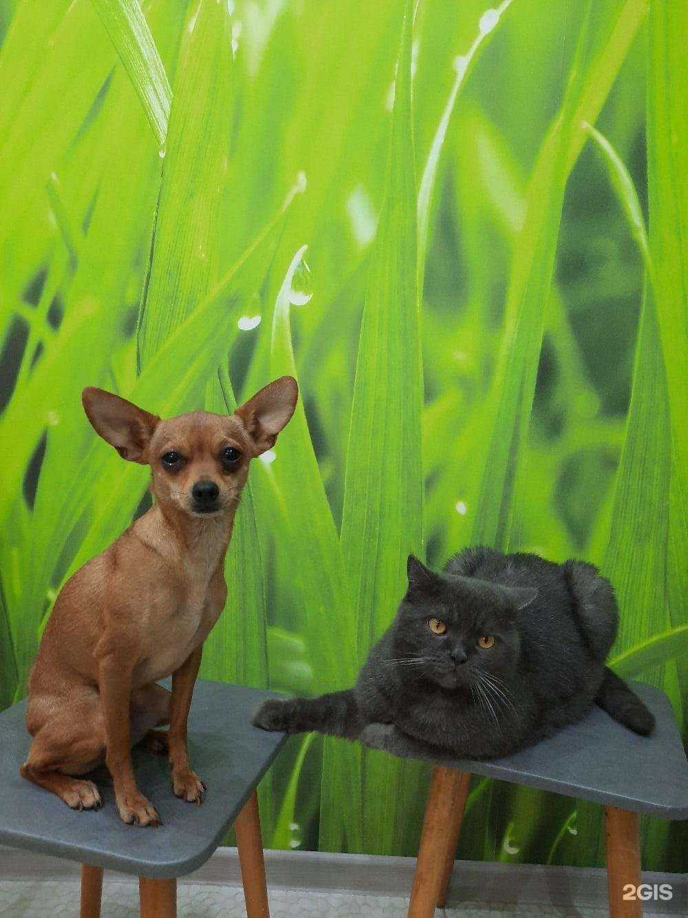 Отзывы на компанию Добрый вет в г. Иваново c фото