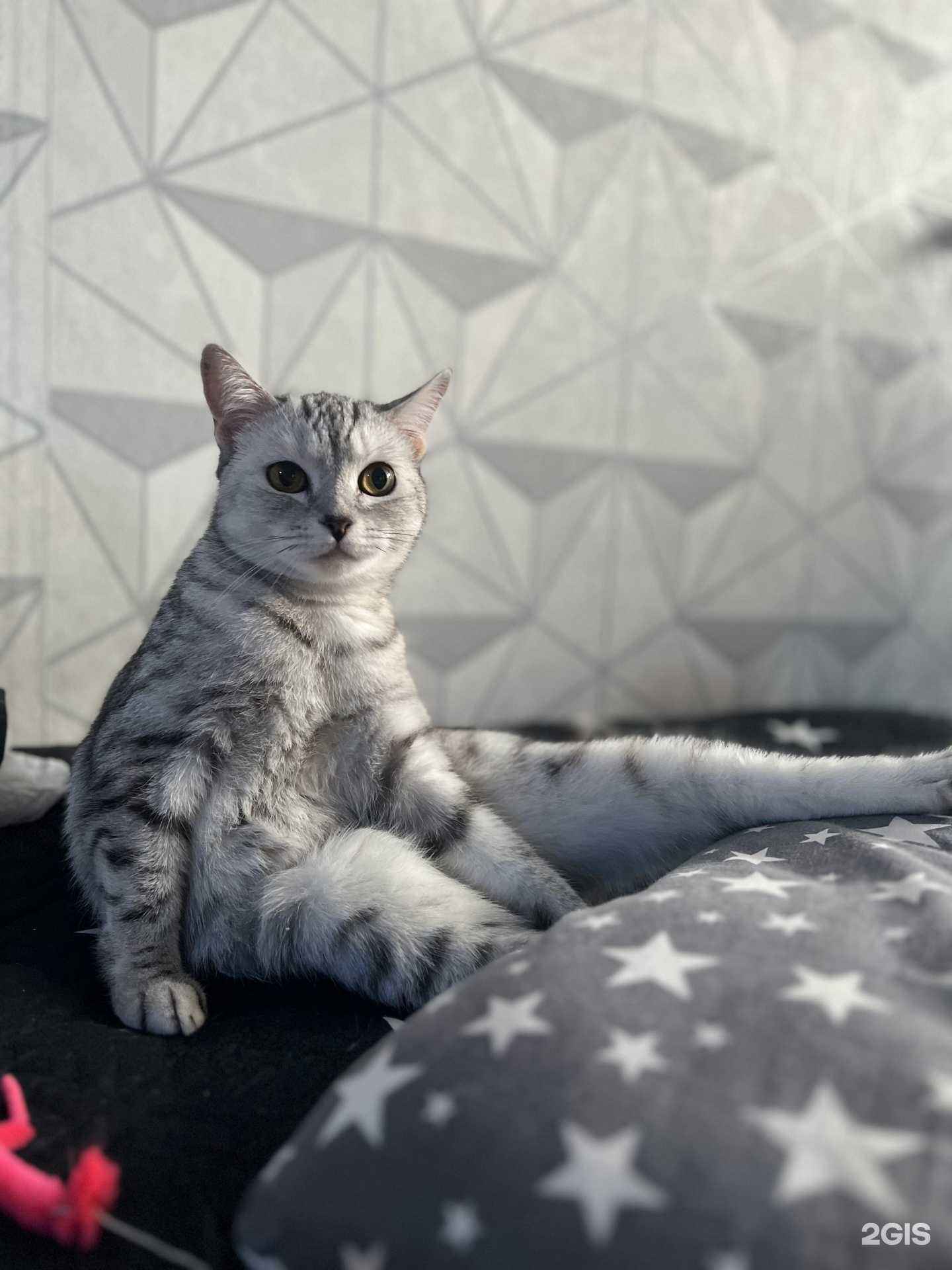 Отзывы на компанию Зооветсервис в г. Томск c фото