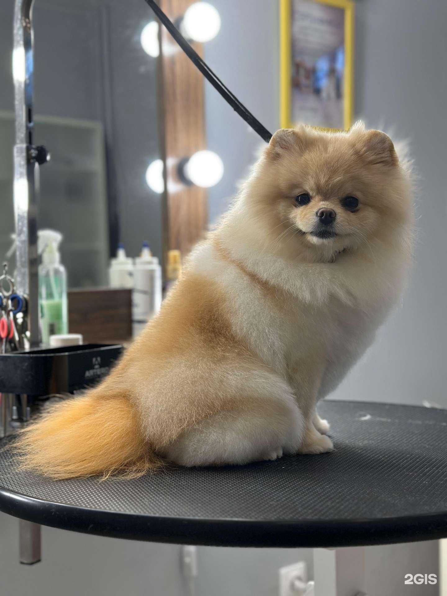 Отзывы на компанию Groomboom_Nsk в Новосибирске c фото