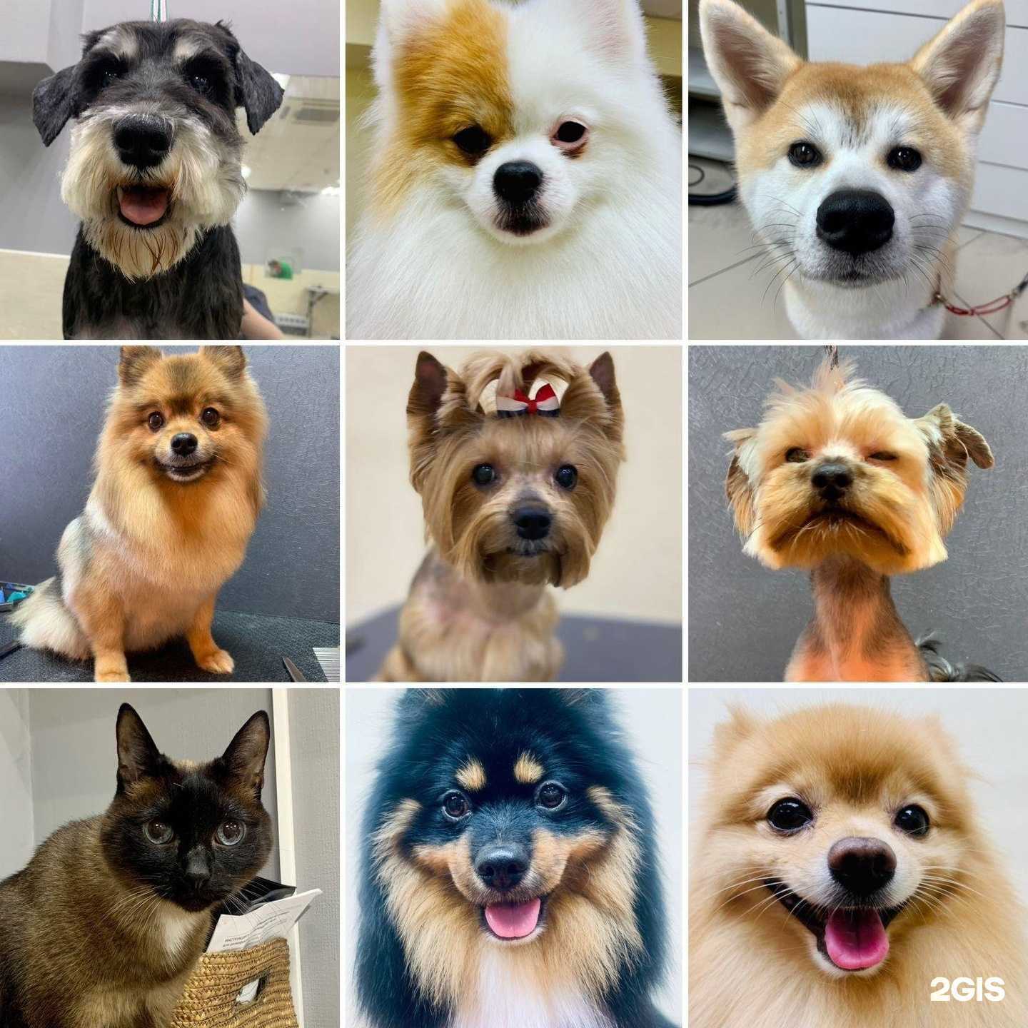 Отзывы на компанию Алис в г. Тюмень c фото