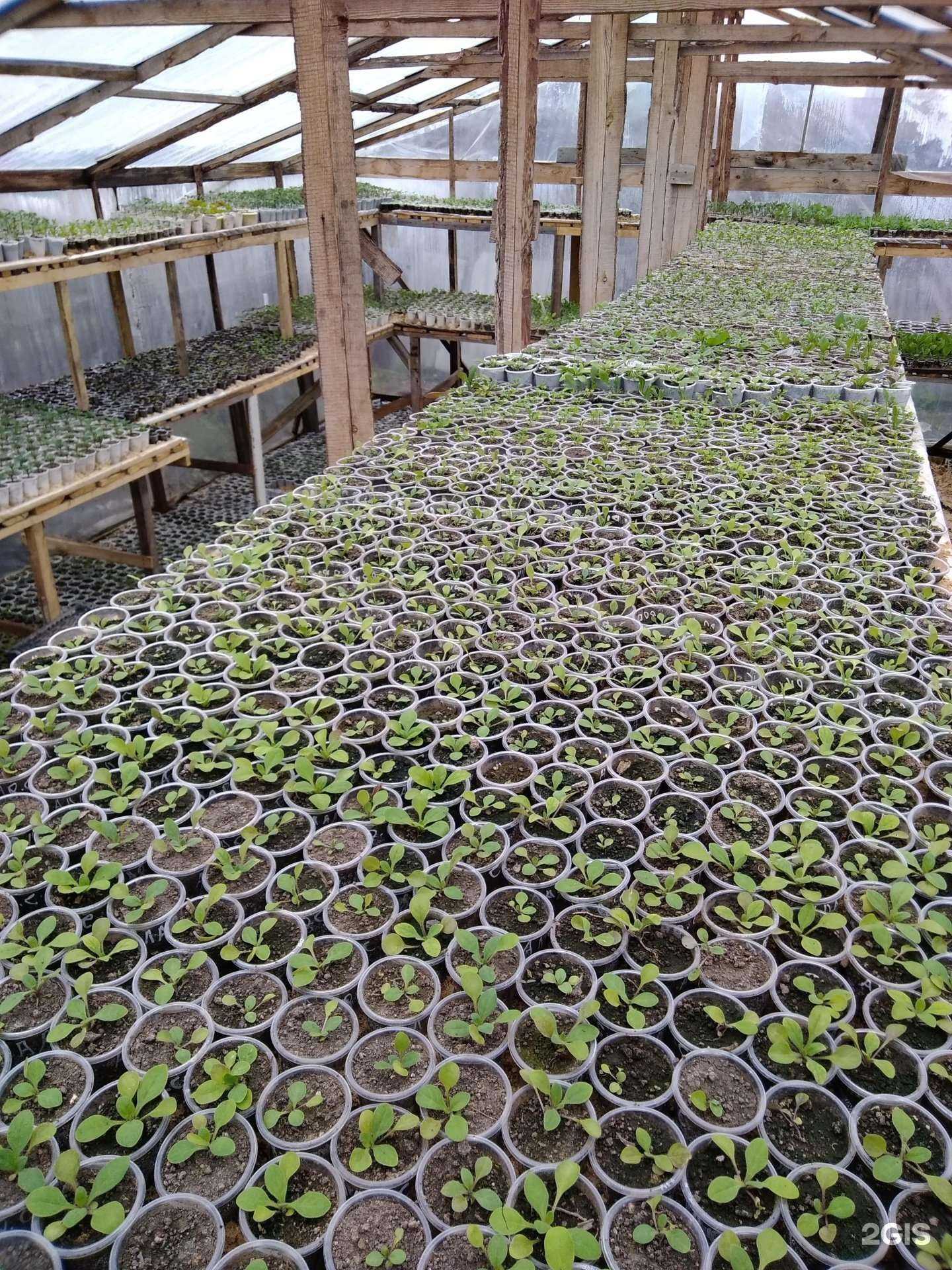 Отзывы на компанию Сибирский сокол в г. Омск c фото