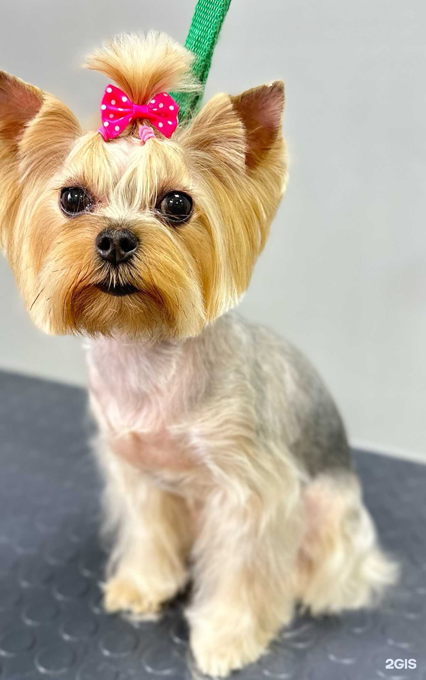 Отзывы на компанию Студия груминга в Вихоревке c фото