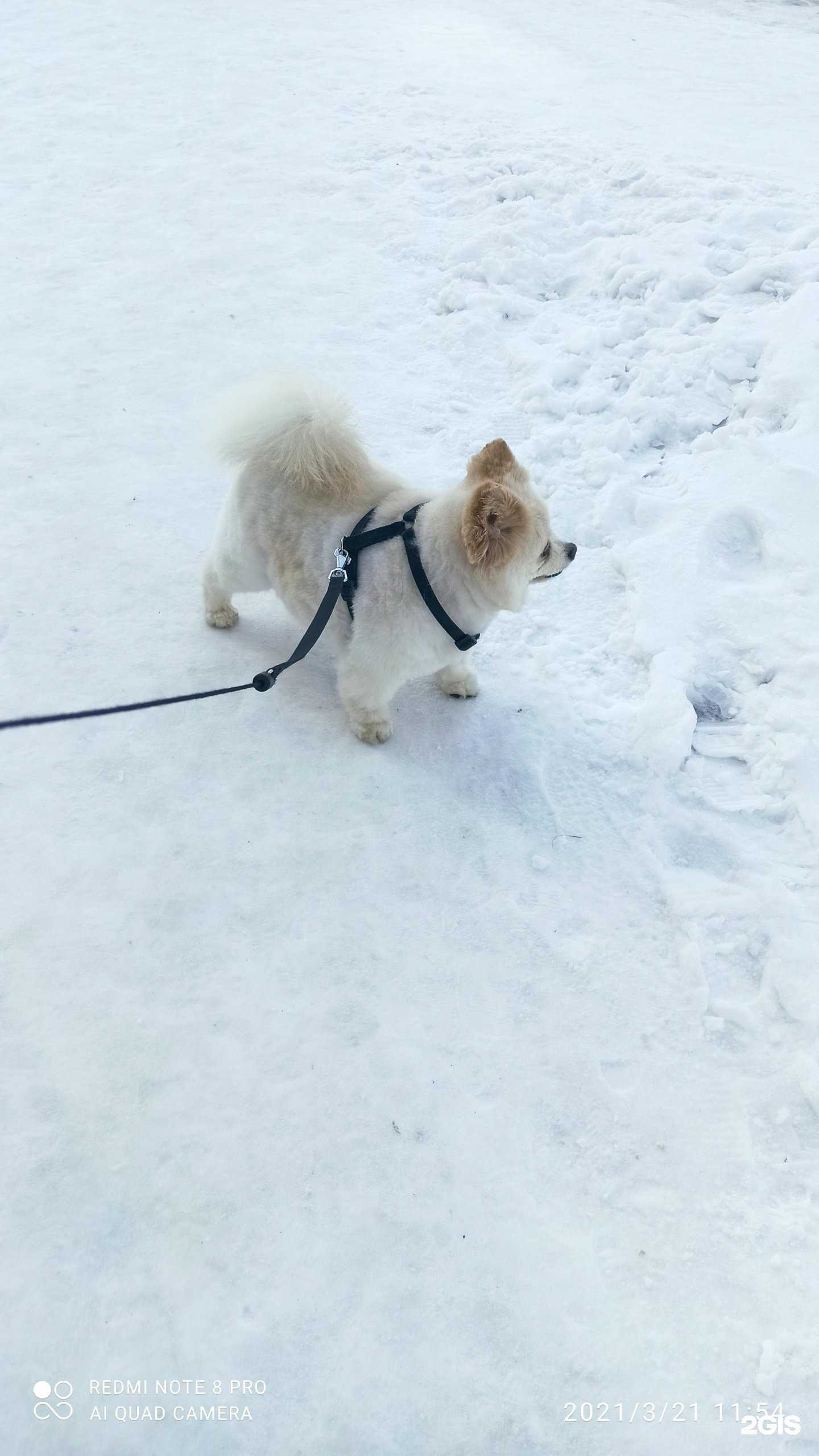 Отзывы на компанию Собачий Вальс в г. Магнитогорск c фото