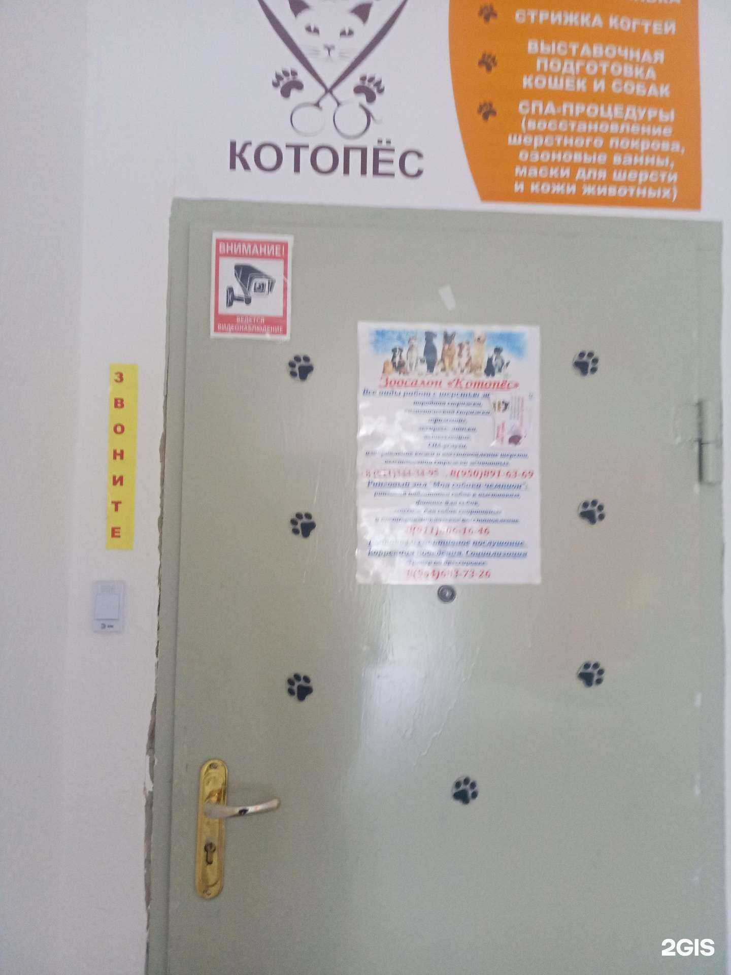 Отзывы на компанию Котопёс в г. Апатиты c фото