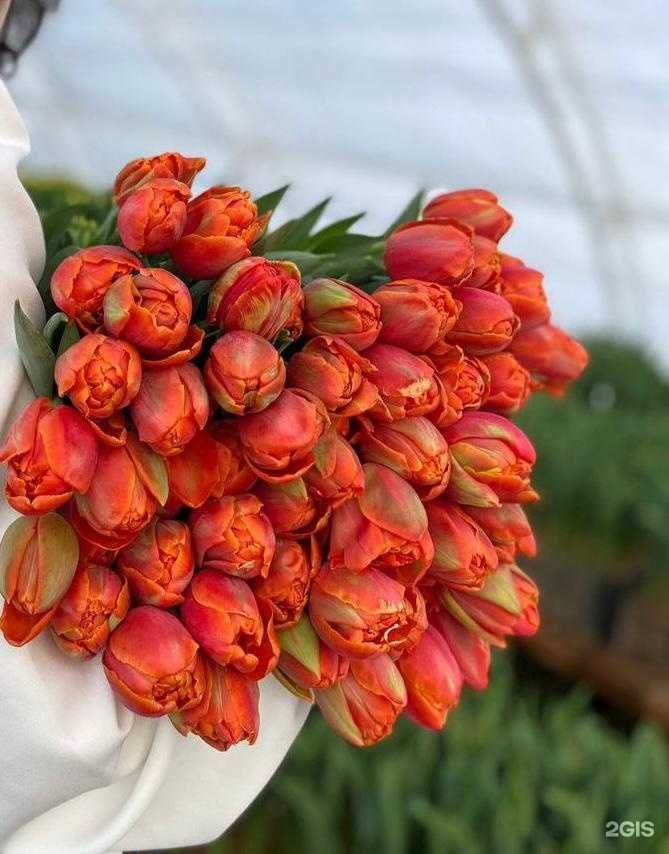 Отзывы на компанию Азалия в Саратове c фото