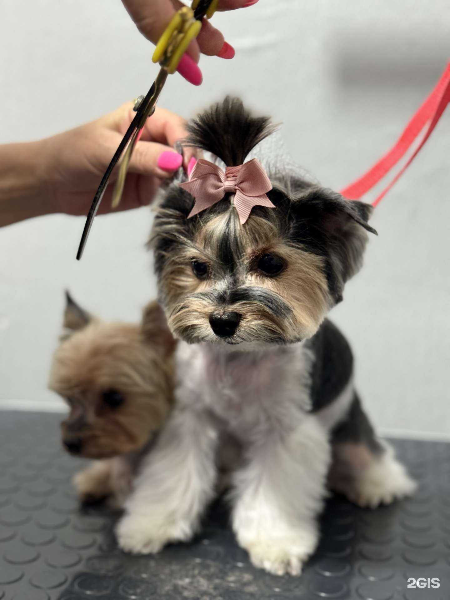 Отзывы на компанию Зоосалон в Казани c фото