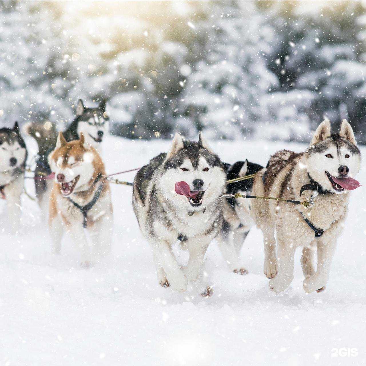 Отзывы на компанию Биатлонный комплекс им. В.Фатьянова в г. Петропавловск-Камчатский c фото