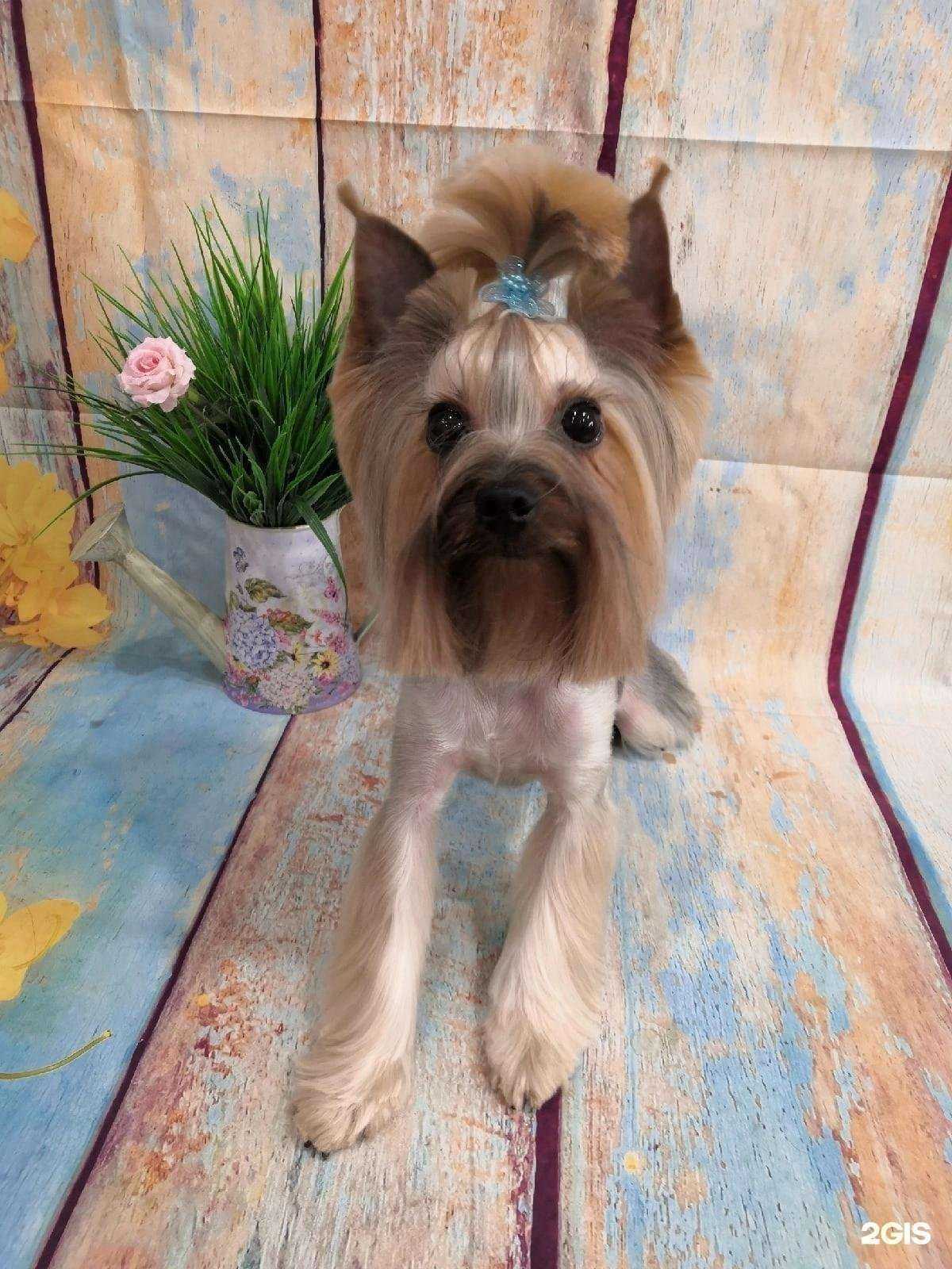 Отзывы на компанию Любимчики в г. Сыктывкар c фото