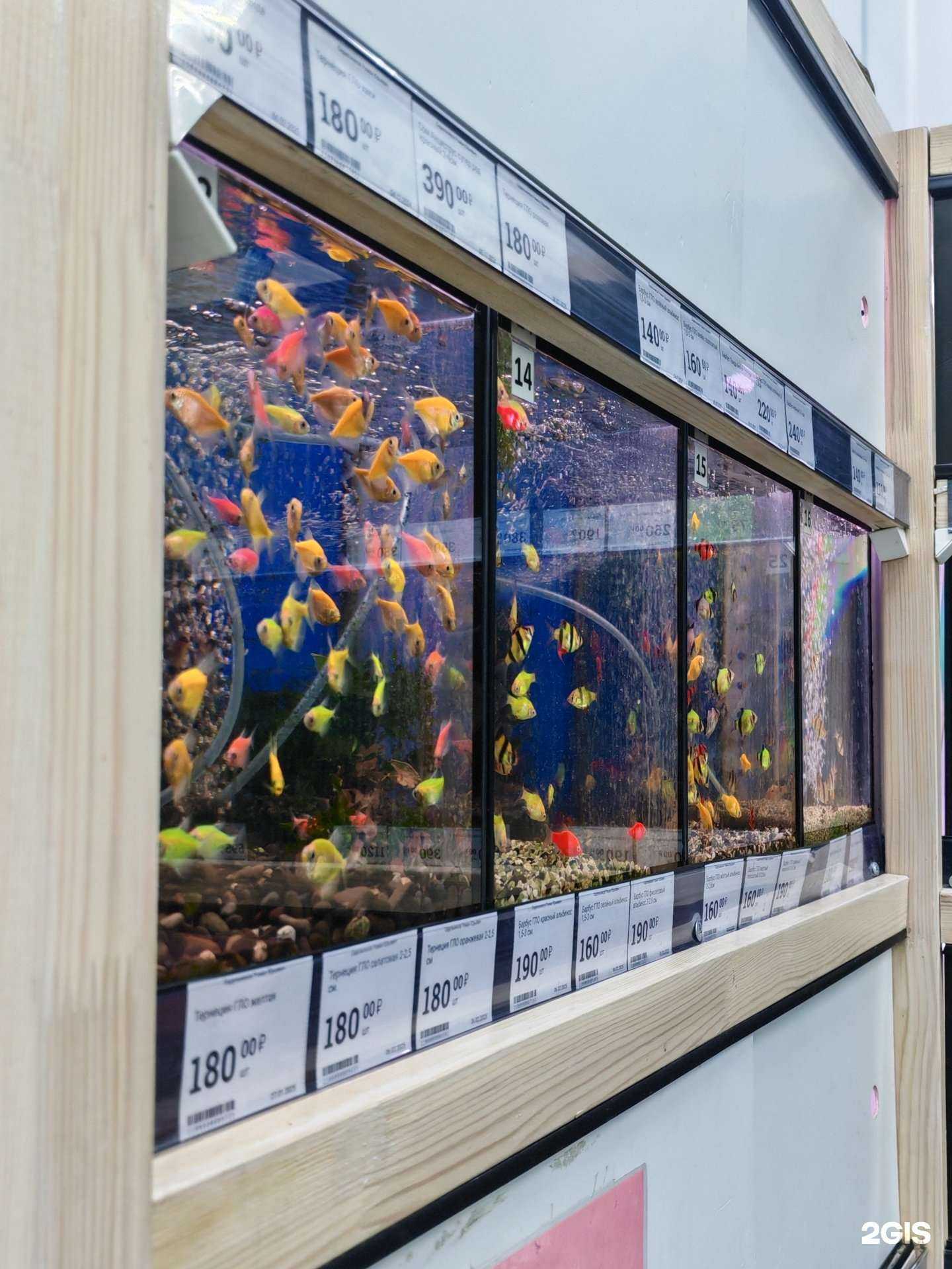 Отзывы на компанию Рыбки в Тюмени c фото