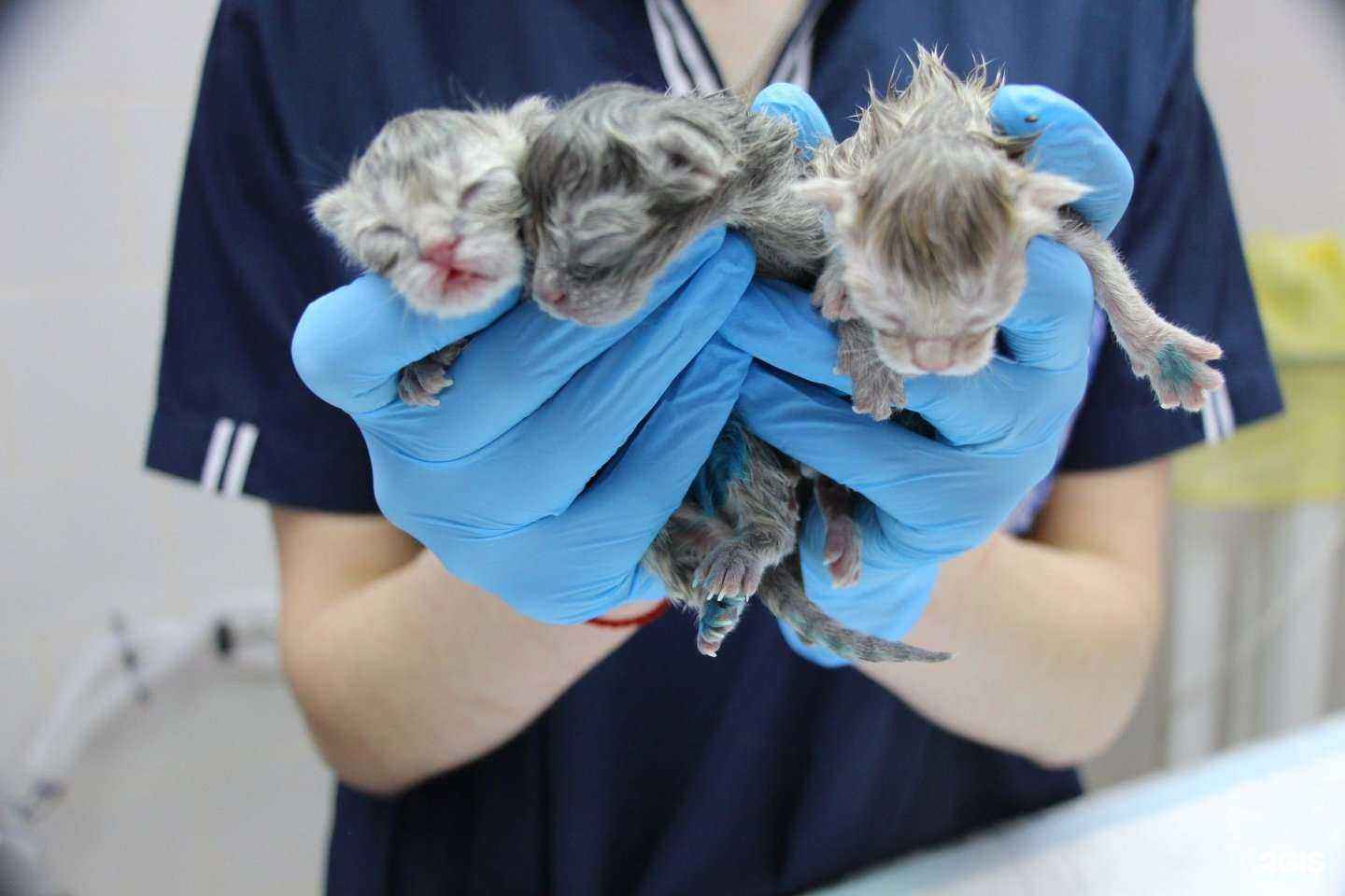 Отзывы на компанию Зооветцентр в г. Сургут c фото