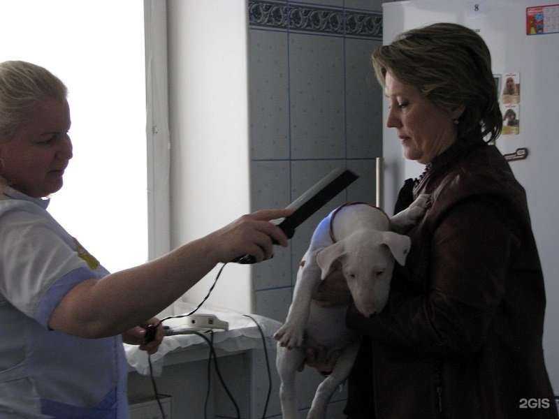 Отзывы на компанию Областная станция по борьбе с болезнями животных Калининградской области в Калининграде c фото