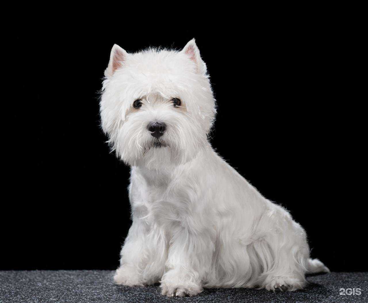 Отзывы на компанию Кенгуру в Новосибирске c фото