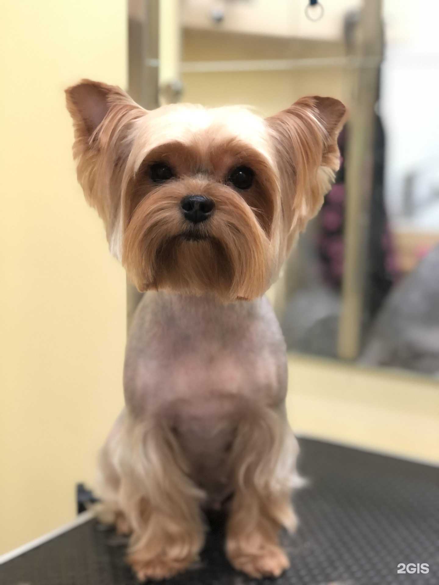 Отзывы на компанию СПА для вашего пса в Тольятти c фото