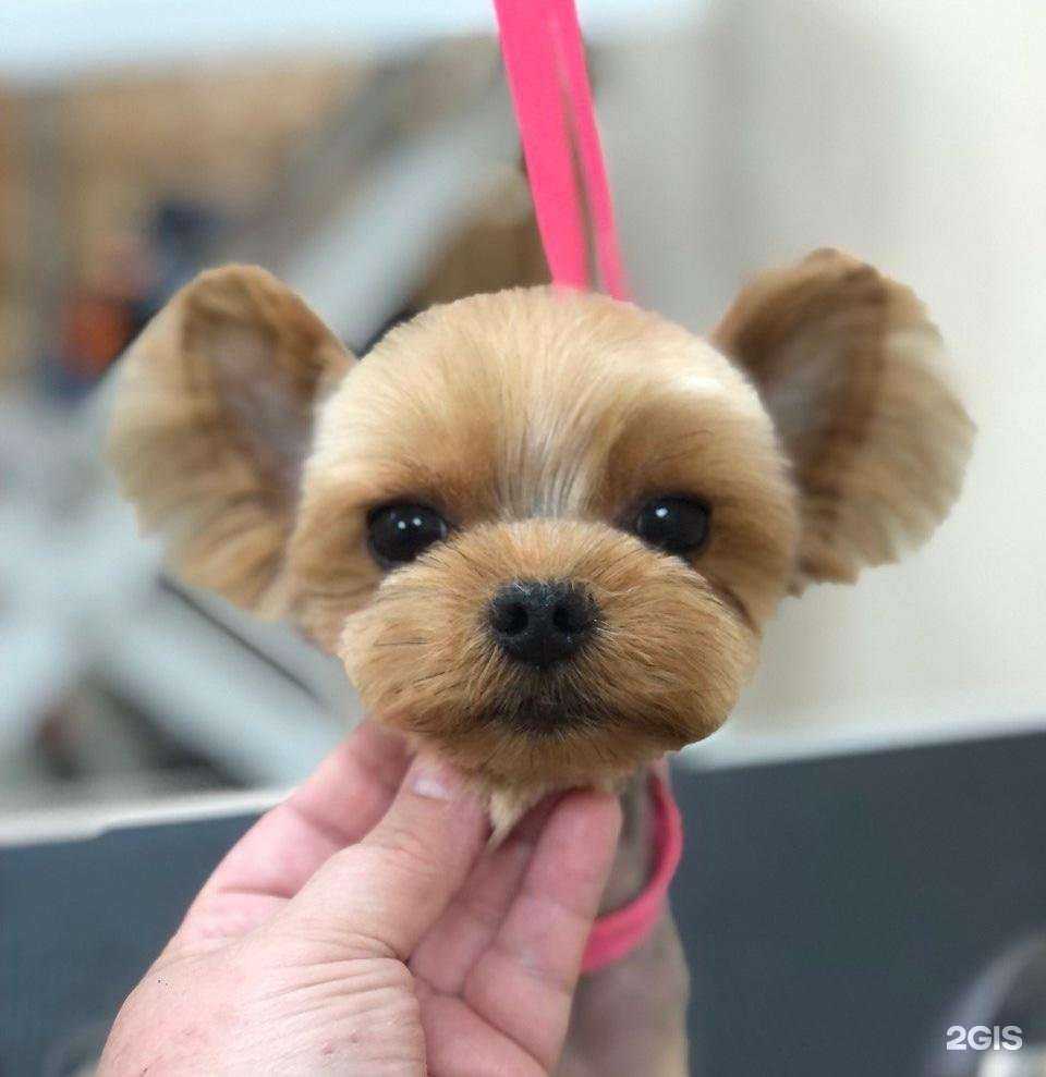 Отзывы на компанию Зоодизайн в Кемерове c фото