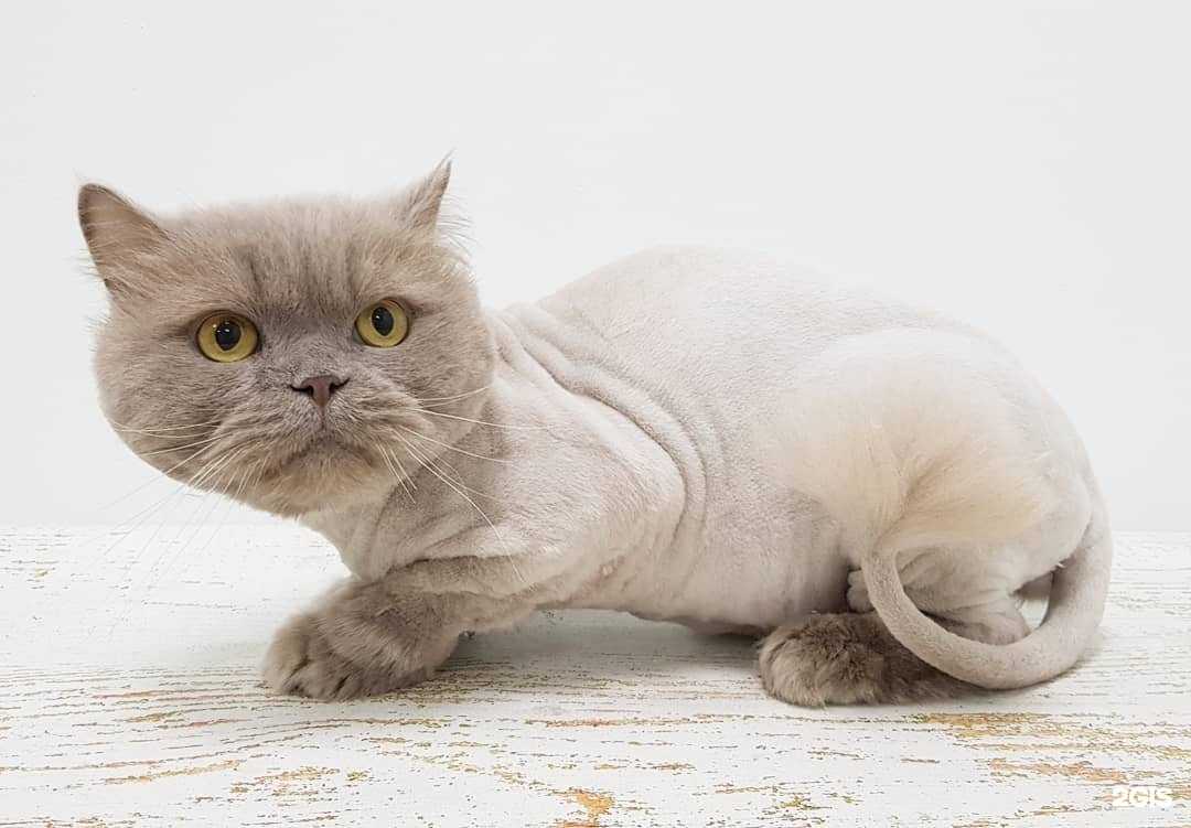 Отзывы на компанию Гав ля Мур в Краснодаре c фото