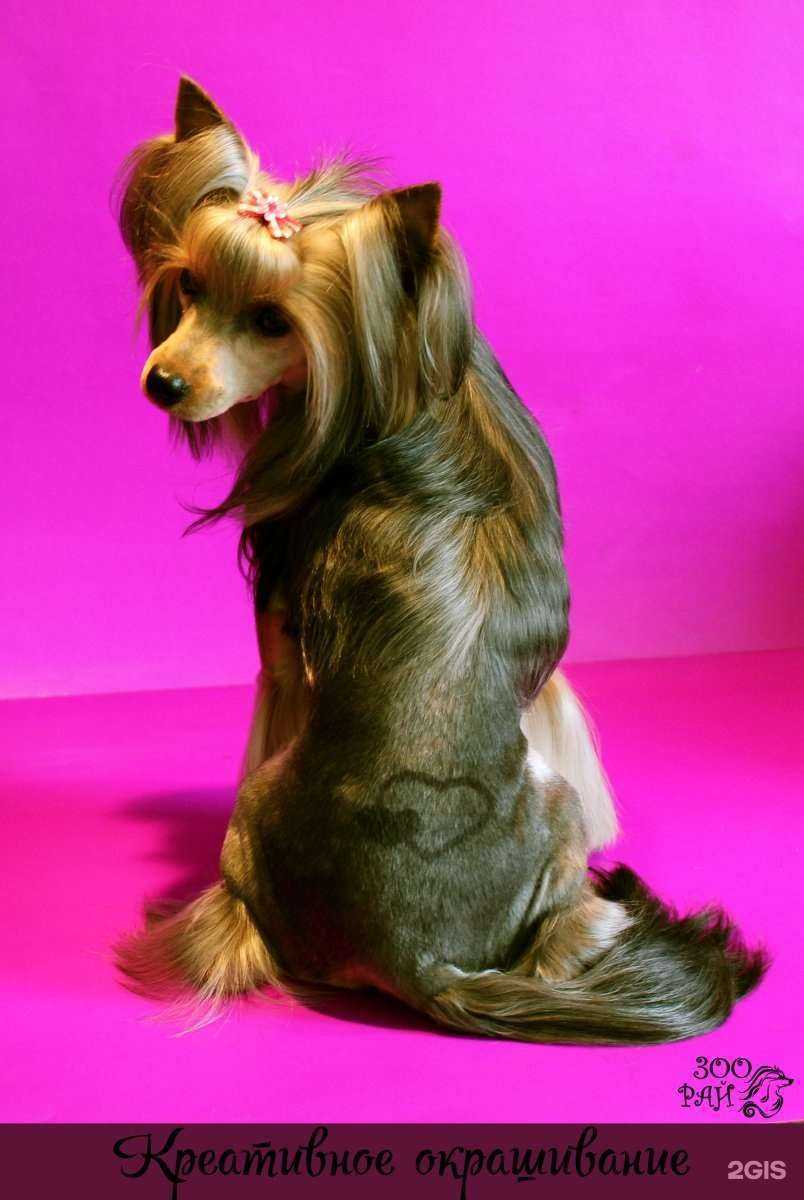 Отзывы на компанию Зооcтиль в г. Балашиха c фото