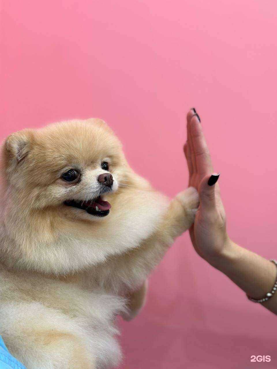 Отзывы на компанию Grooming40 в г. Калуга c фото