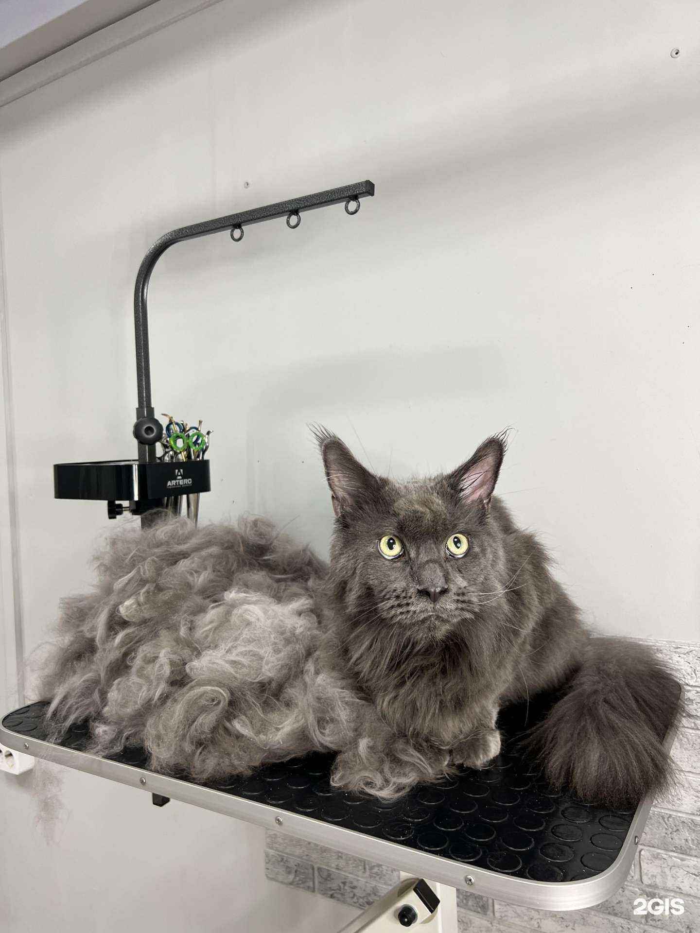 Отзывы на компанию Crazy-Lazy-Dog в Краснодаре c фото