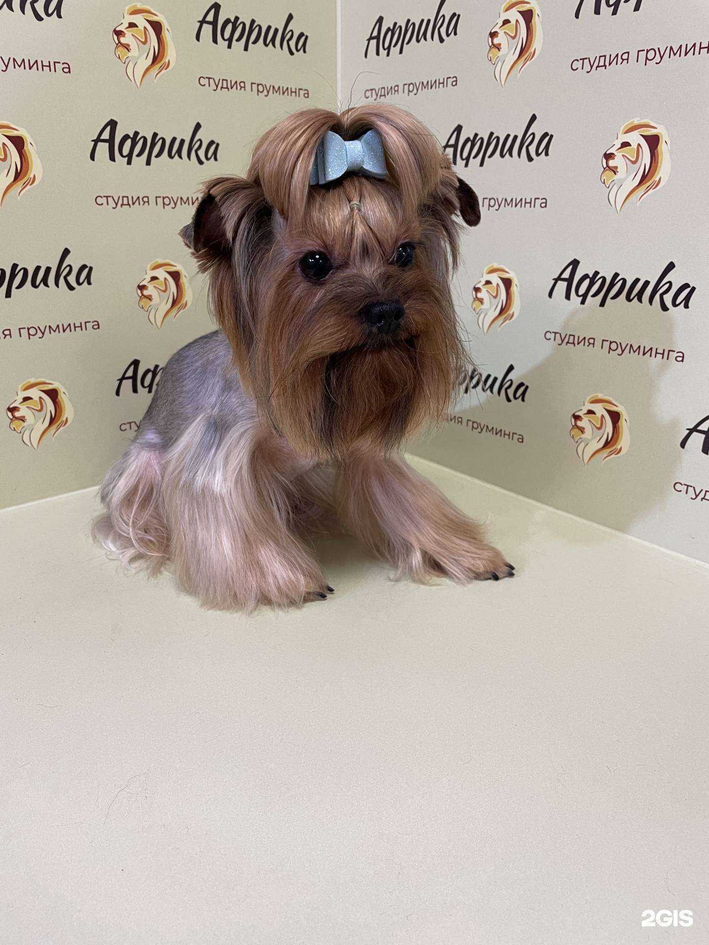 Отзывы на компанию Африка в г. Ростов-на-Дону c фото