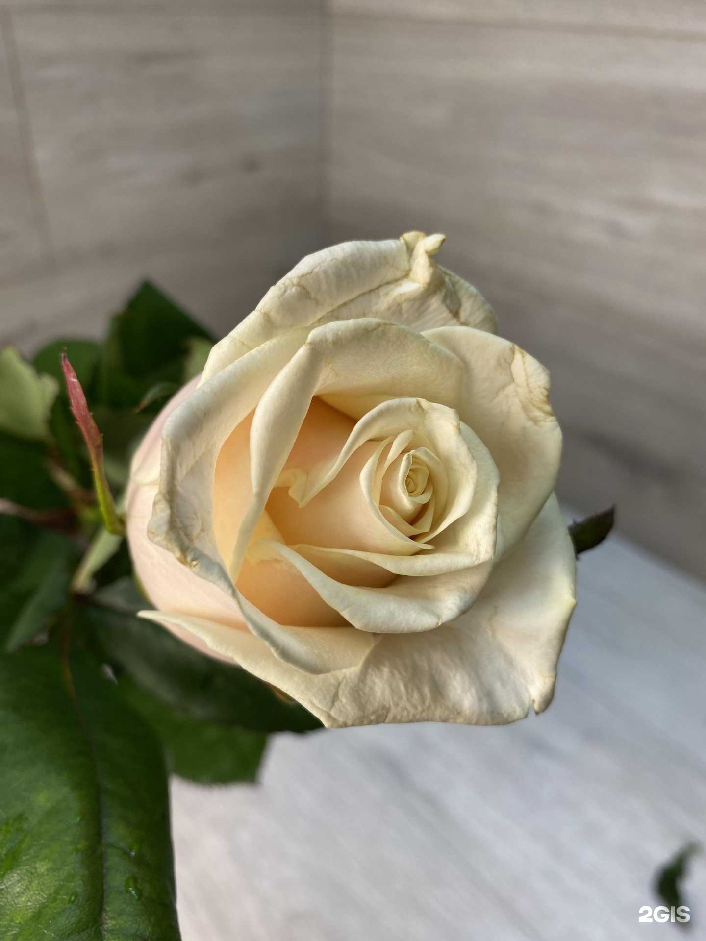 Отзывы на компанию Не Крапива в Октябрьском c фото