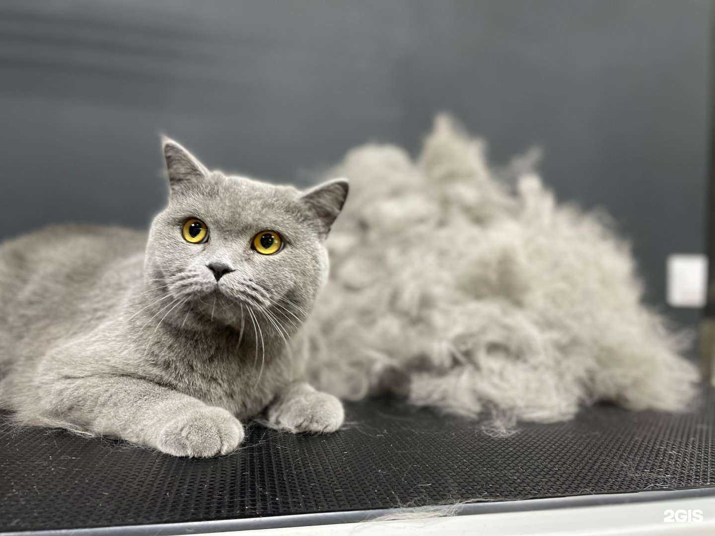 Отзывы на компанию Cat&Dog в Петропавловске-Камчатском c фото